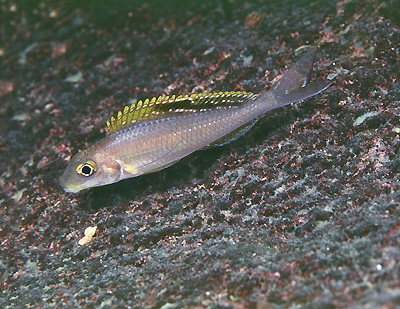 Xenotilapia sp. 'papilio sunflower' Ninde